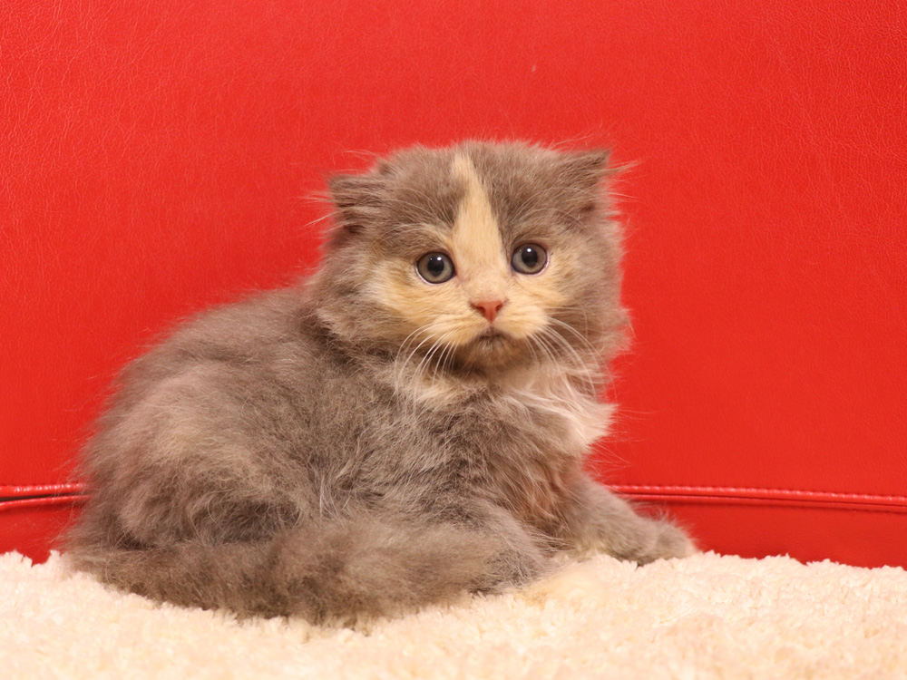 スコティッシュフォールドの子猫画像