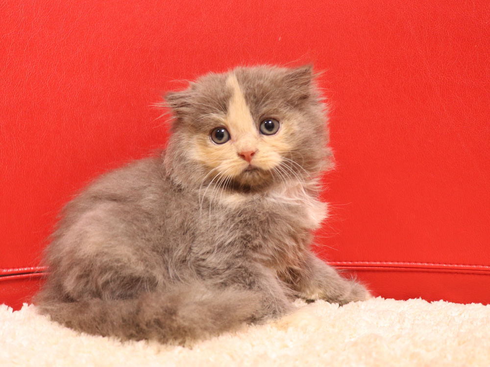 スコティッシュフォールドの子猫画像