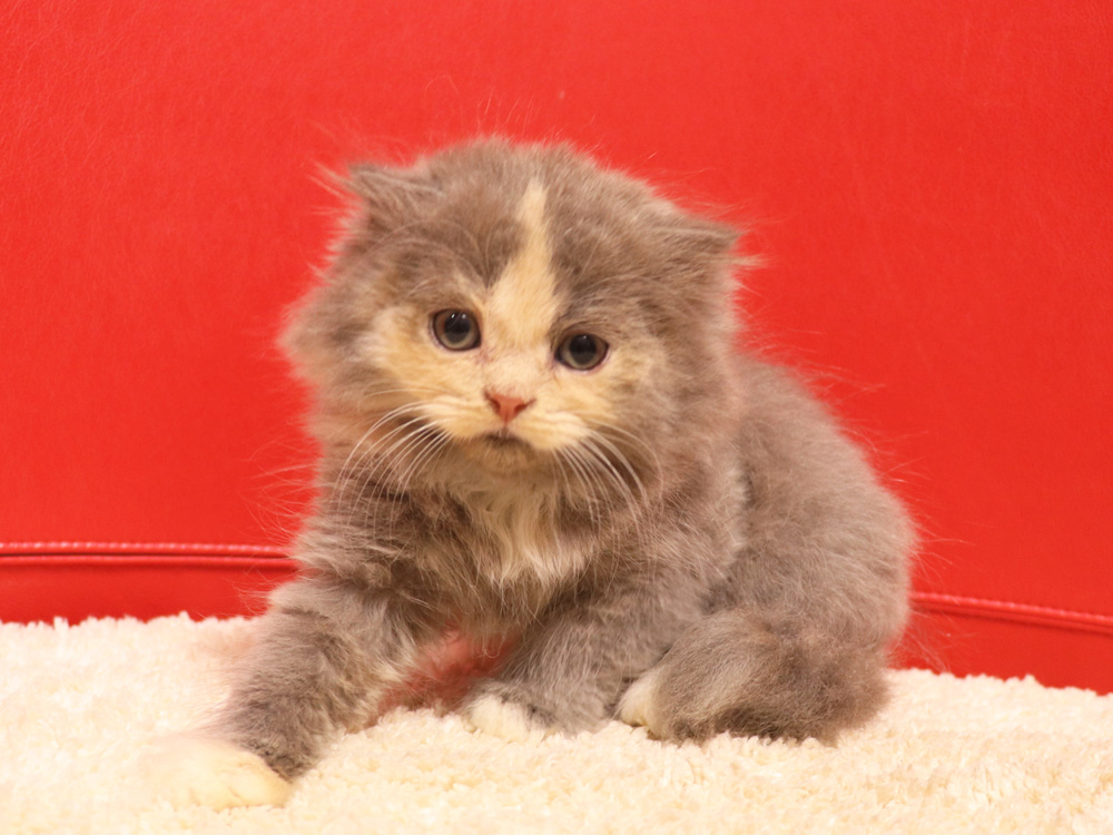 スコティッシュフォールドの子猫画像