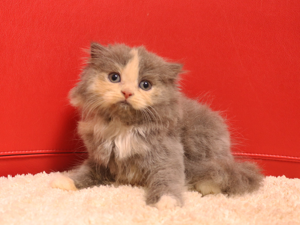 スコティッシュフォールドの子猫画像