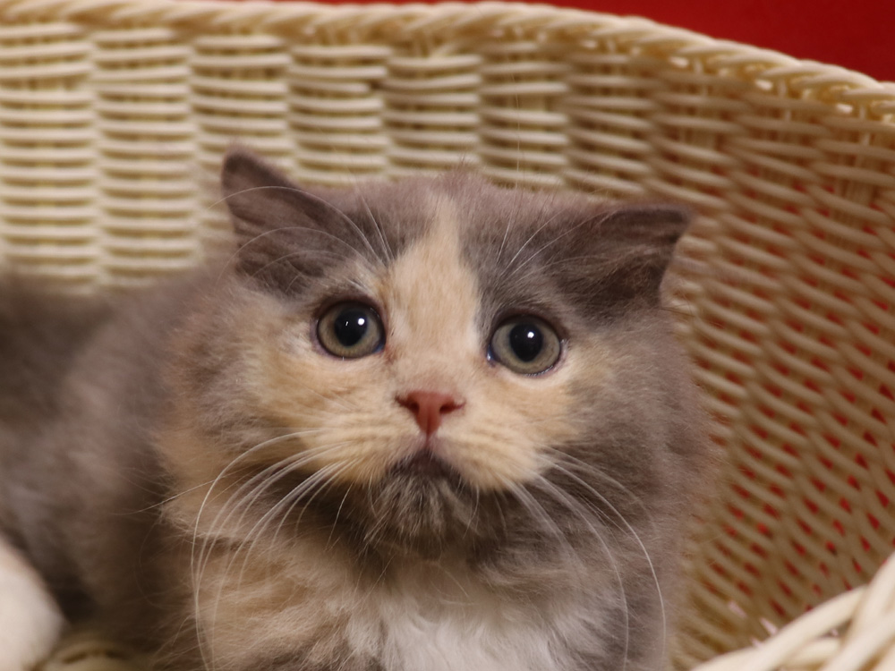 スコティッシュフォールドの子猫画像