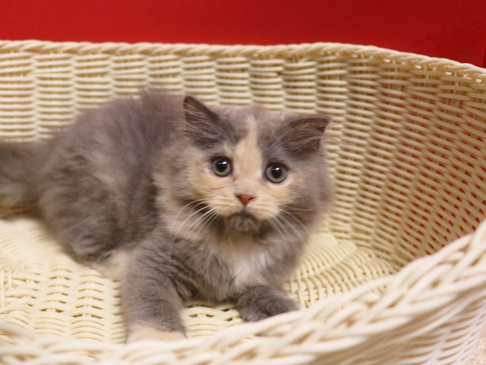 スコティッシュフォールドの子猫画像