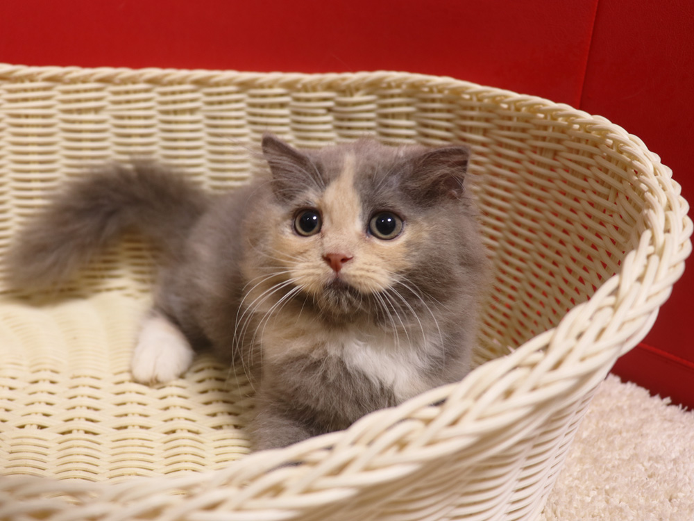 スコティッシュフォールドの子猫画像