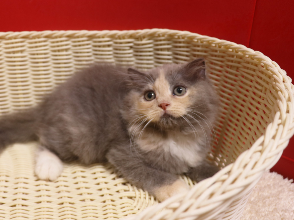 スコティッシュフォールドの子猫画像