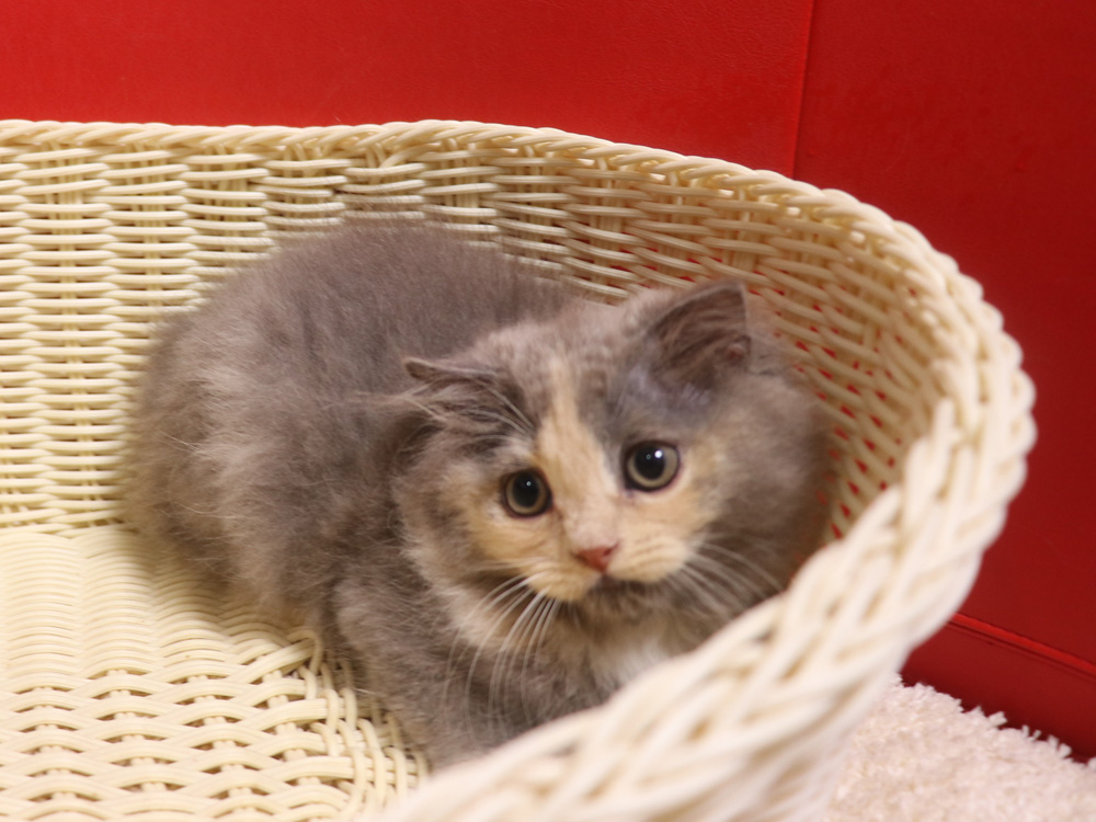 スコティッシュフォールドの子猫画像