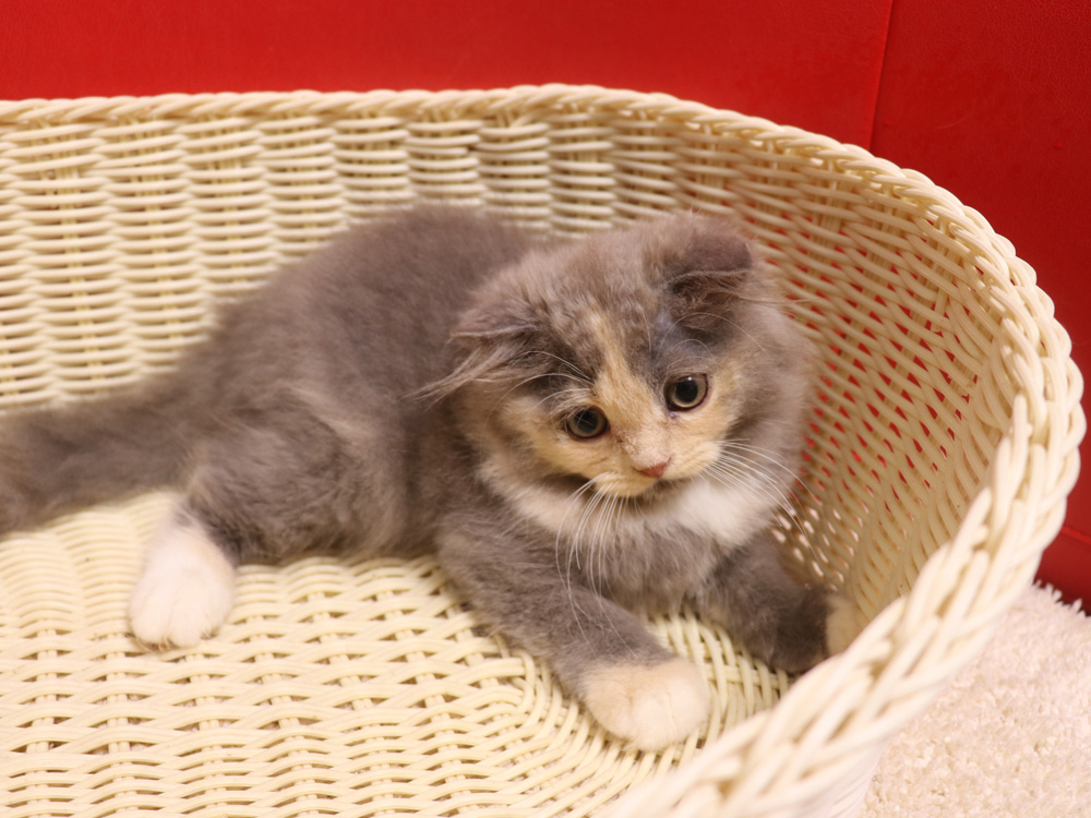 スコティッシュフォールドの子猫画像