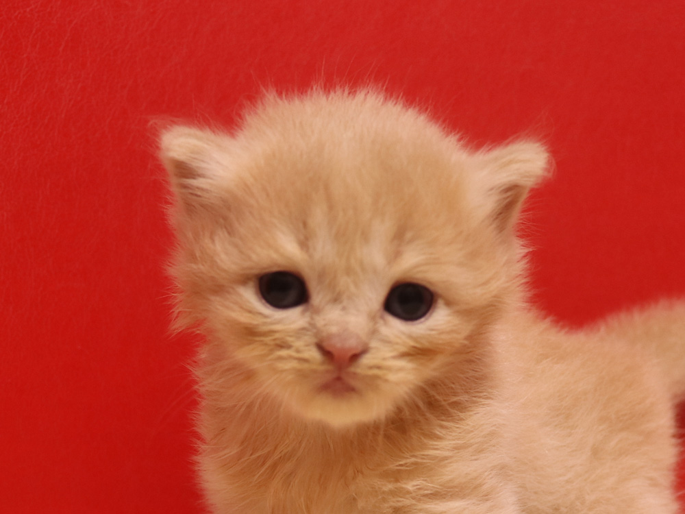 スコティッシュフォールドの子猫画像