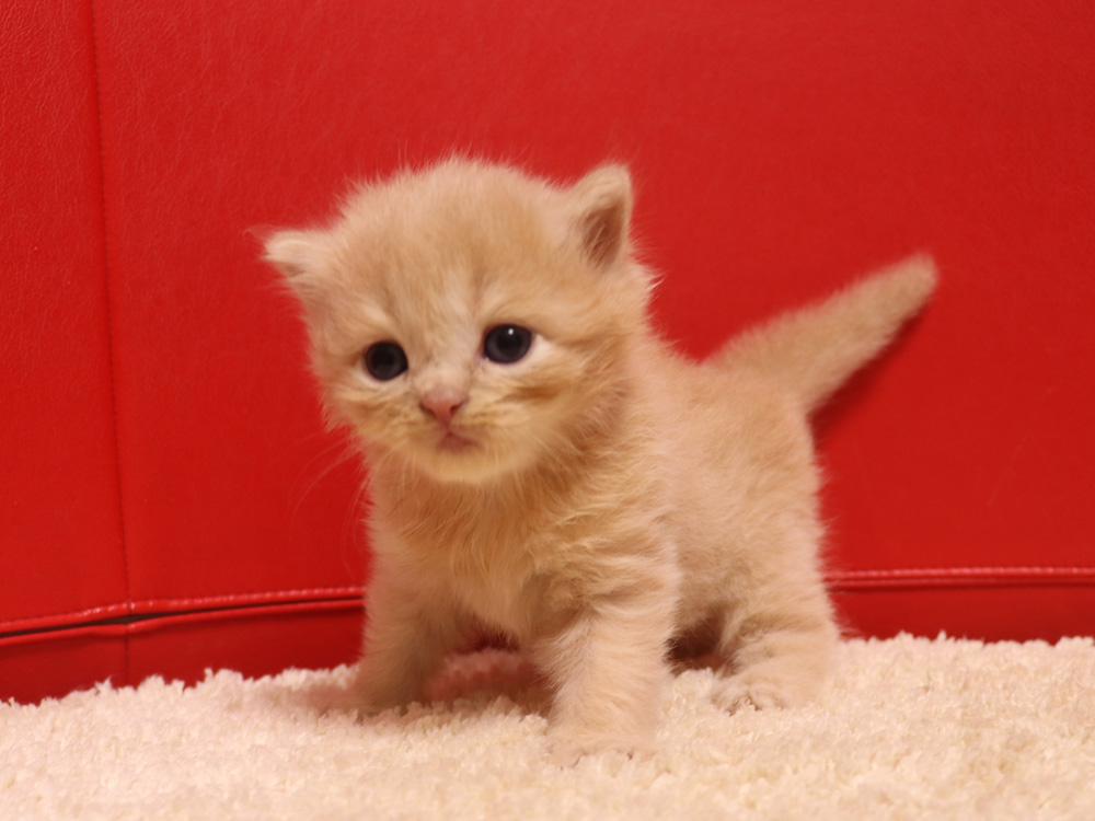 スコティッシュフォールドの子猫画像