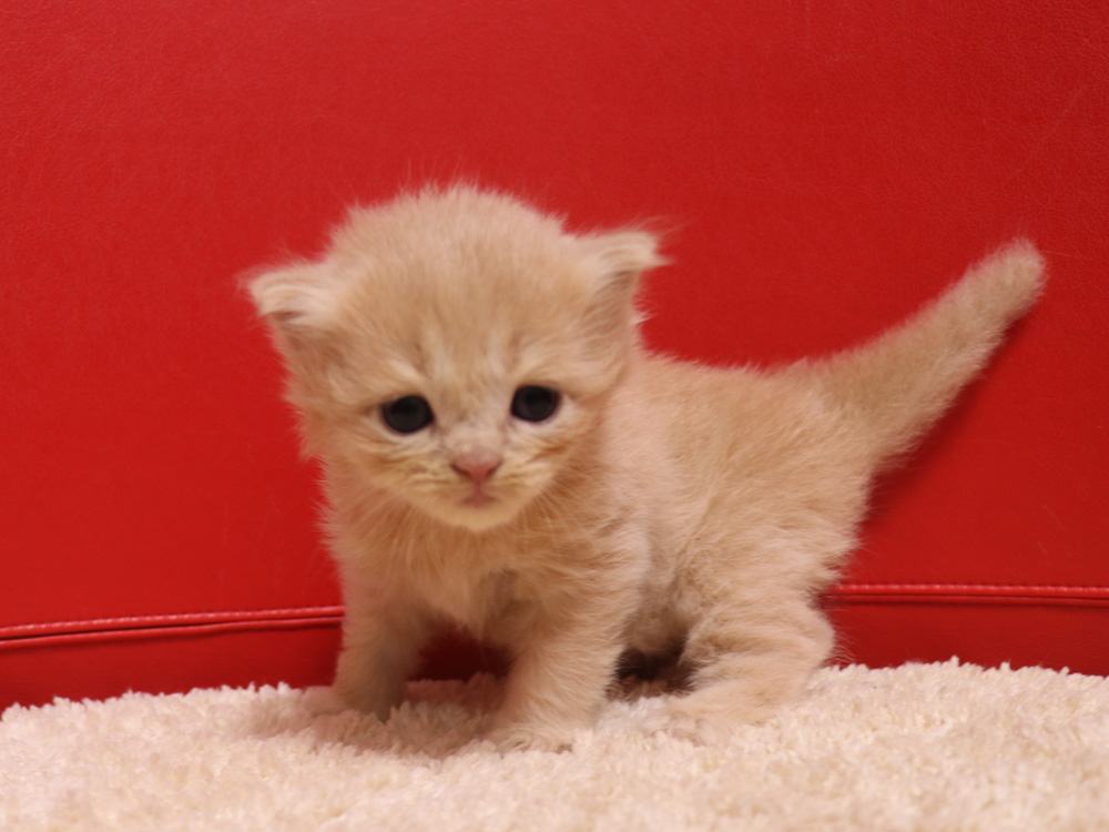 スコティッシュフォールドの子猫画像