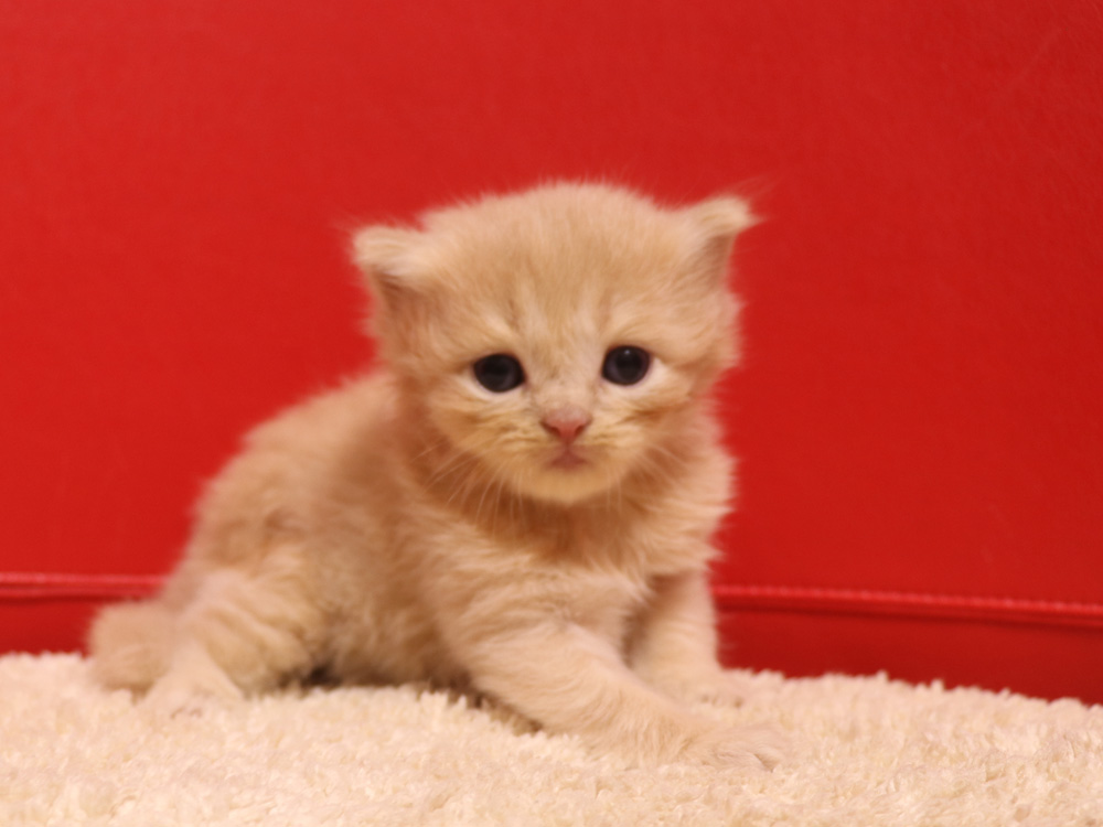 スコティッシュフォールドの子猫画像