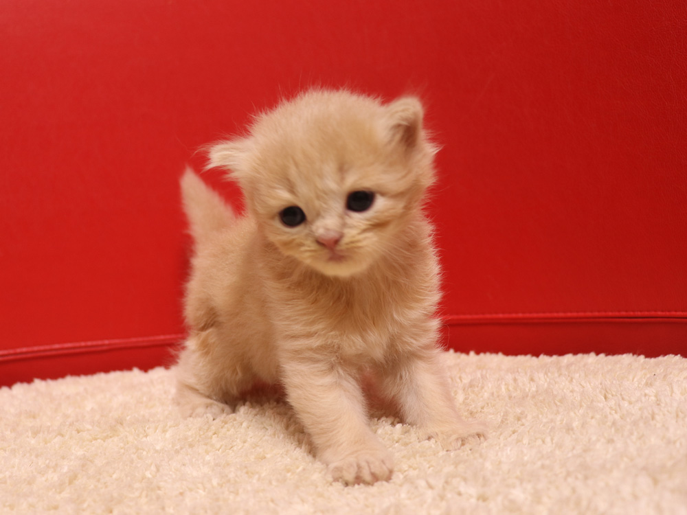スコティッシュフォールドの子猫画像