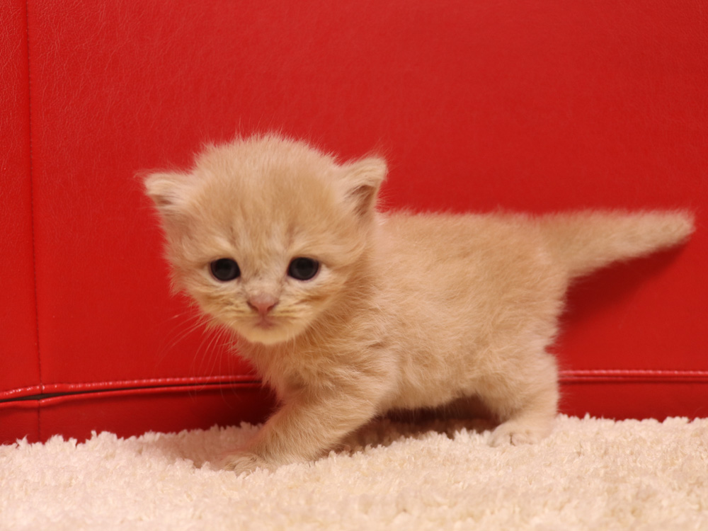 スコティッシュフォールドの子猫画像