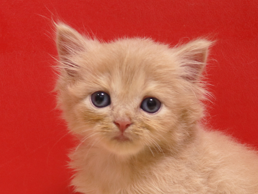 スコティッシュフォールドの子猫画像