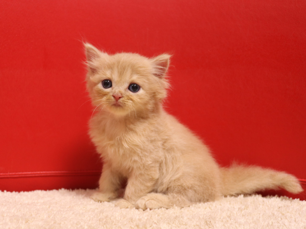 スコティッシュフォールドの子猫画像