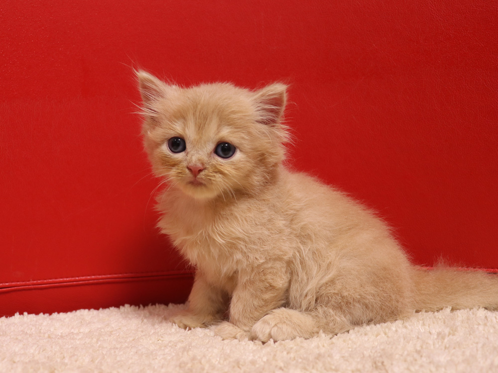スコティッシュフォールドの子猫画像