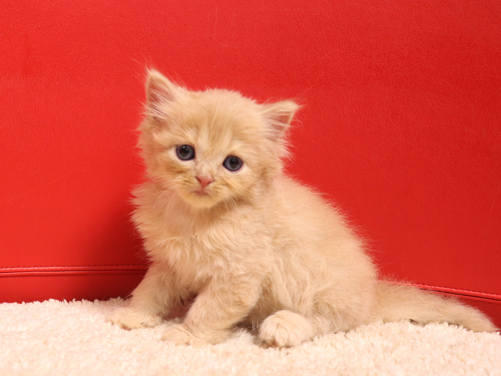 スコティッシュフォールドの子猫画像