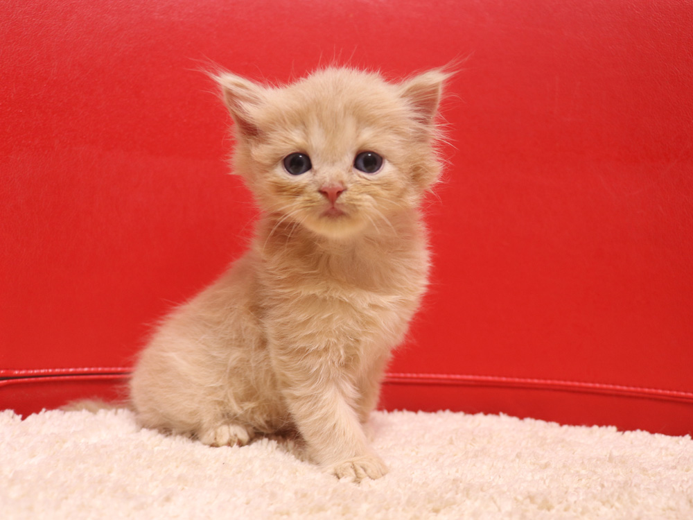 スコティッシュフォールドの子猫画像