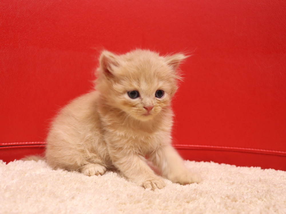 スコティッシュフォールドの子猫画像