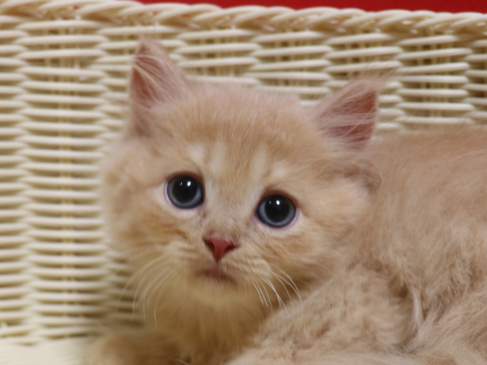 スコティッシュフォールドの子猫画像