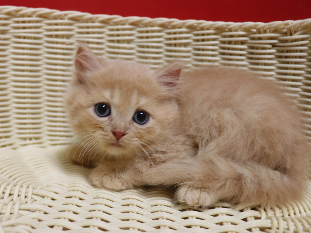 スコティッシュフォールドの子猫画像
