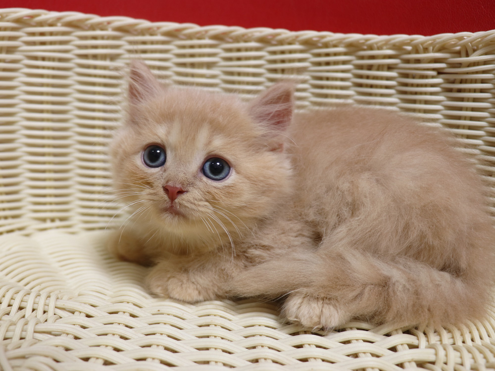スコティッシュフォールドの子猫画像