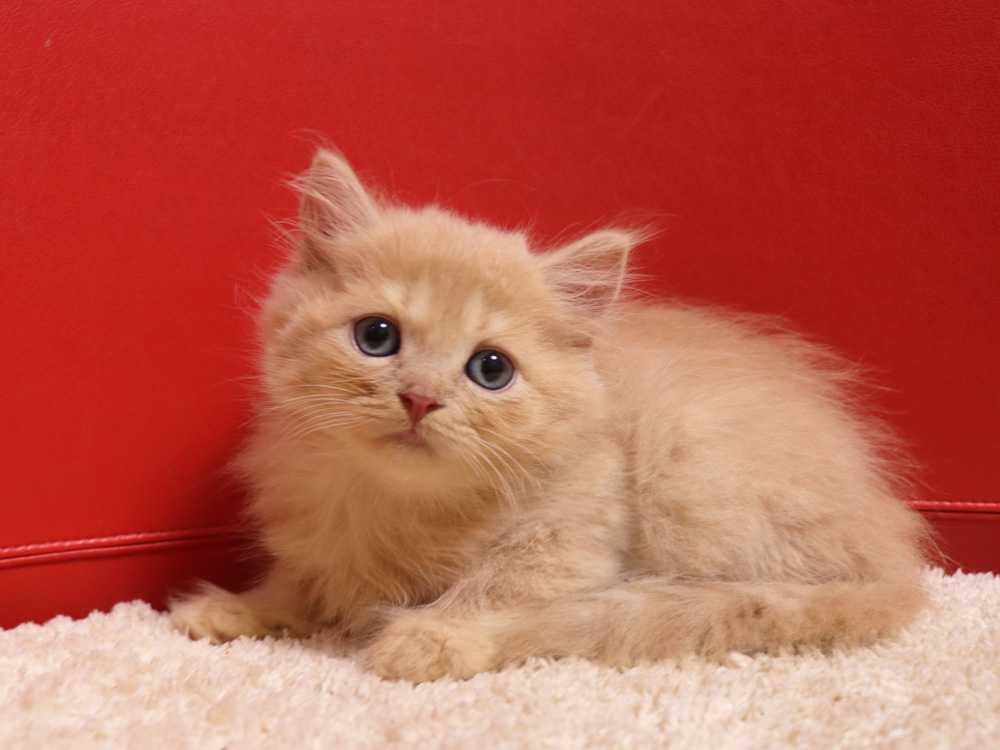 スコティッシュフォールドの子猫画像