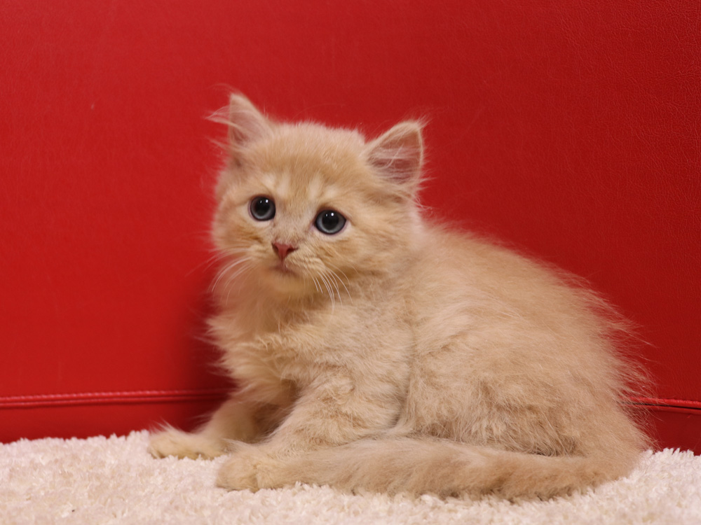 スコティッシュフォールドの子猫画像