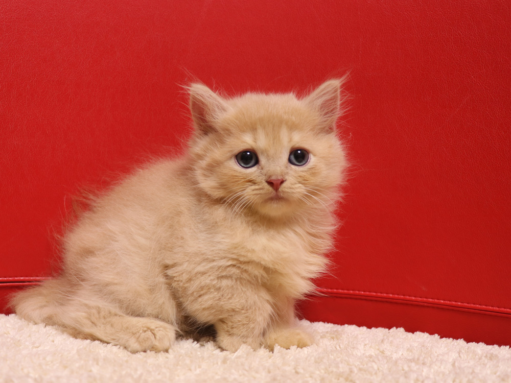 スコティッシュフォールドの子猫画像