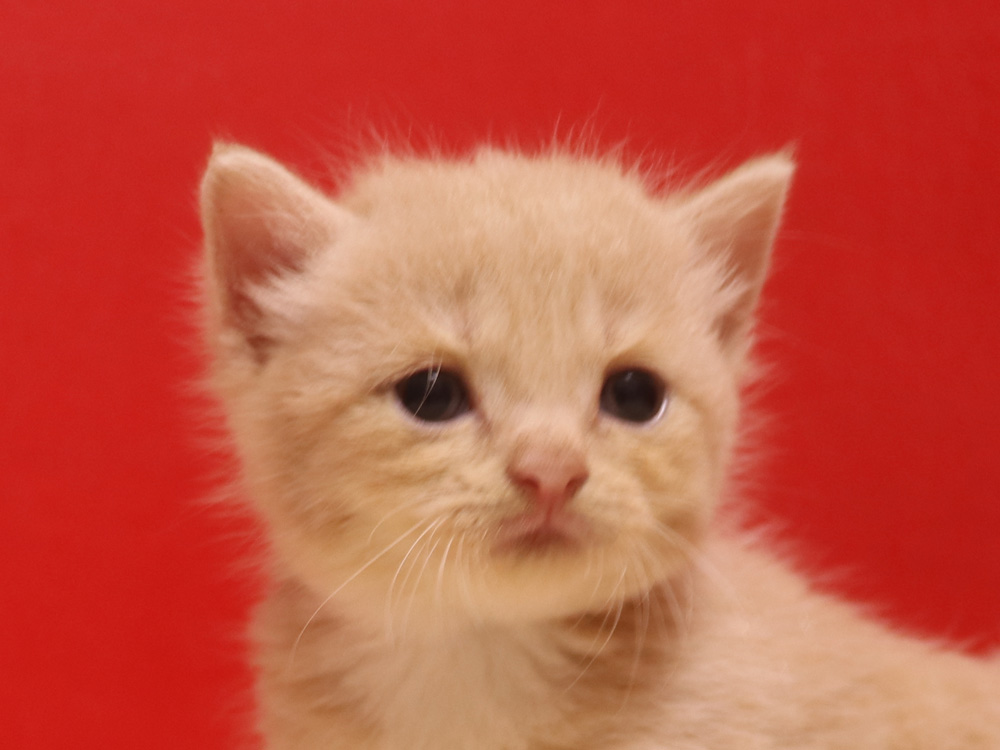 スコティッシュフォールドの子猫画像