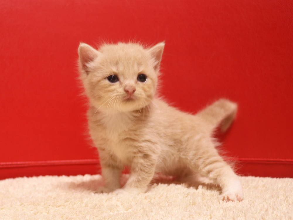 スコティッシュフォールドの子猫画像