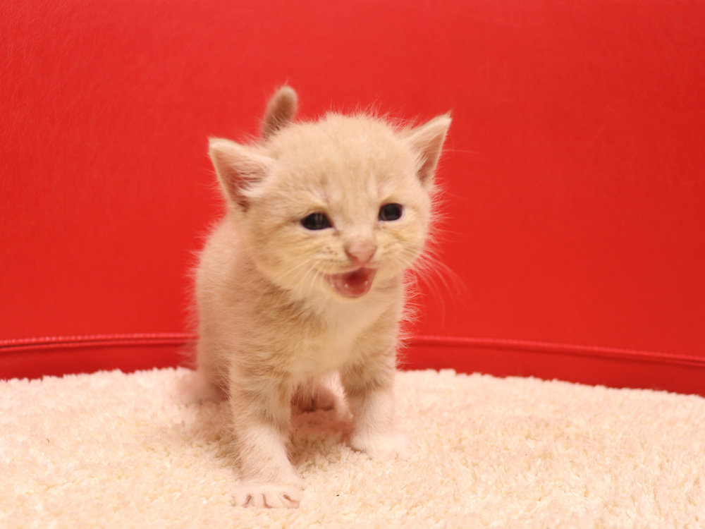 スコティッシュフォールドの子猫画像