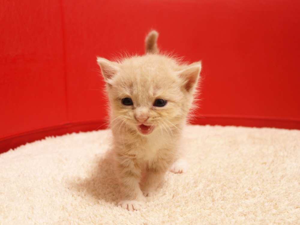 スコティッシュフォールドの子猫画像