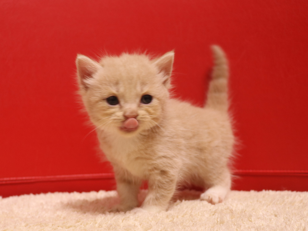 スコティッシュフォールドの子猫画像