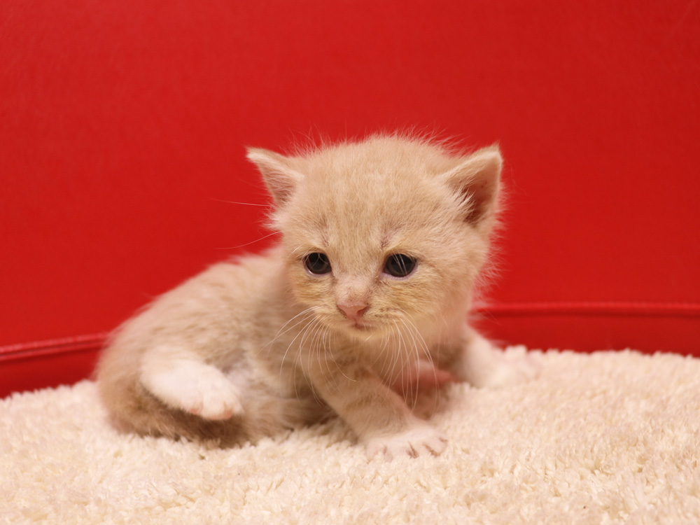 スコティッシュフォールドの子猫画像