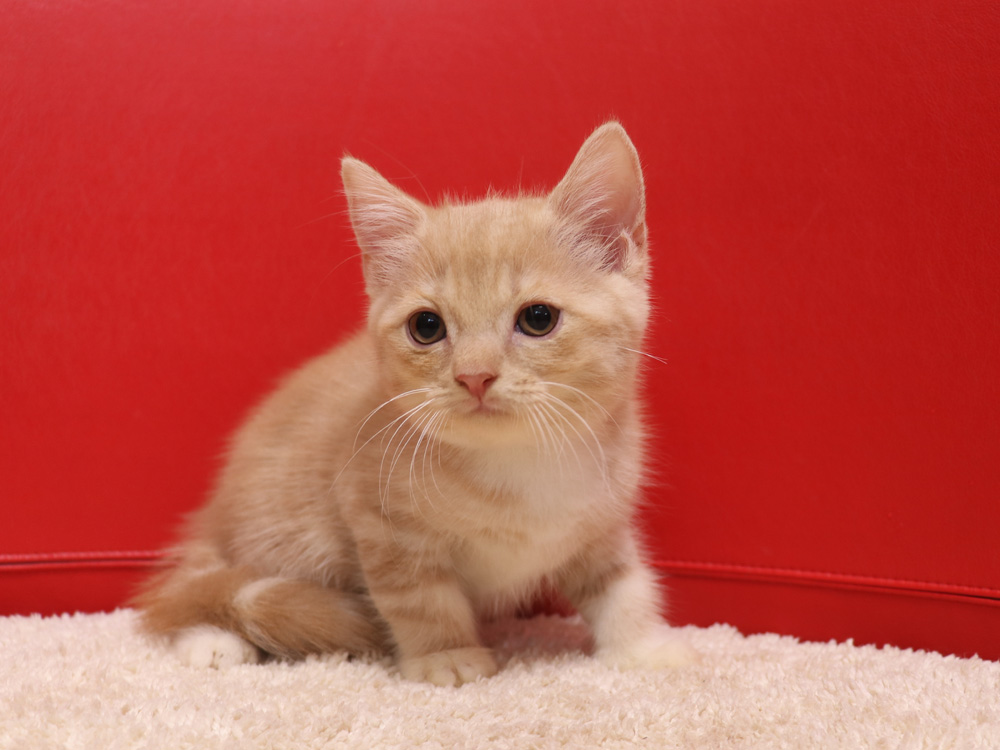 スコティッシュフォールドの子猫画像