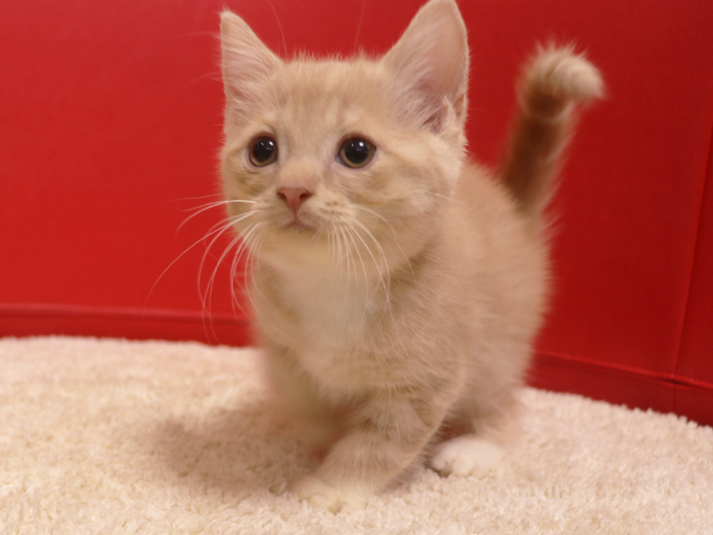 スコティッシュフォールドの子猫画像