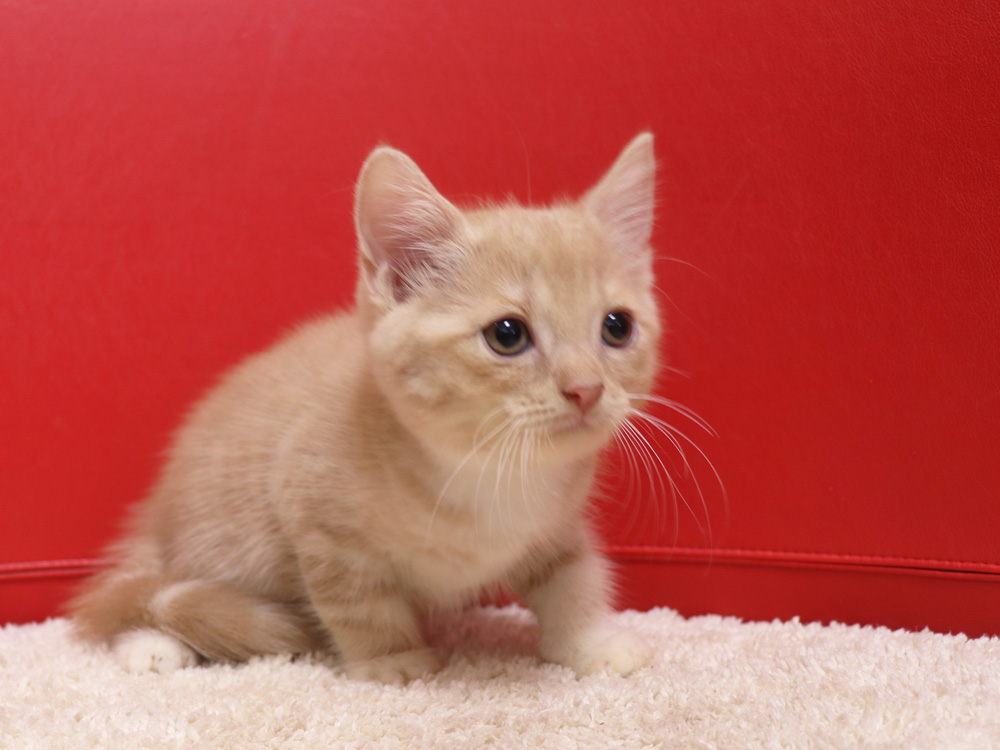 スコティッシュフォールドの子猫画像