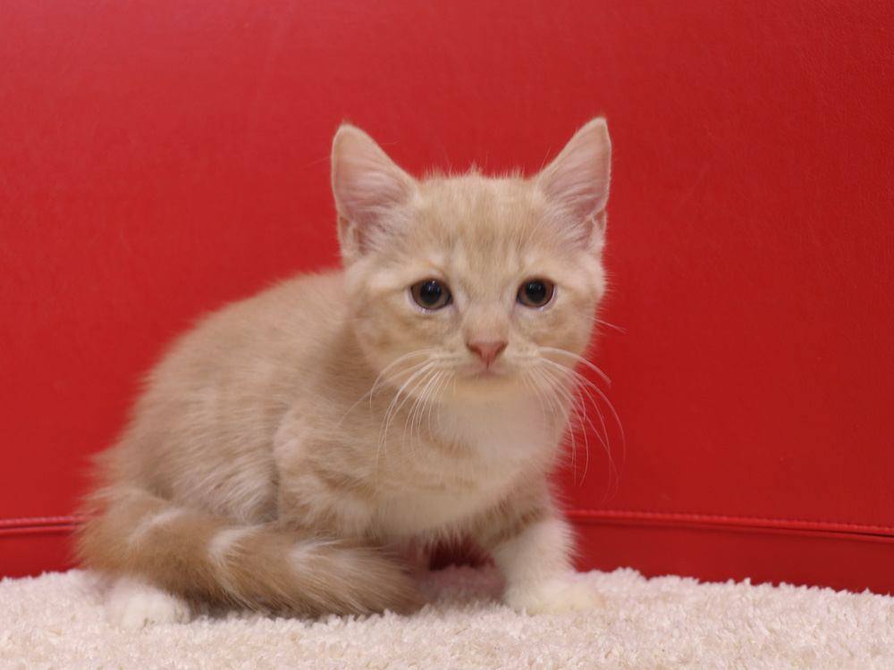 スコティッシュフォールドの子猫画像