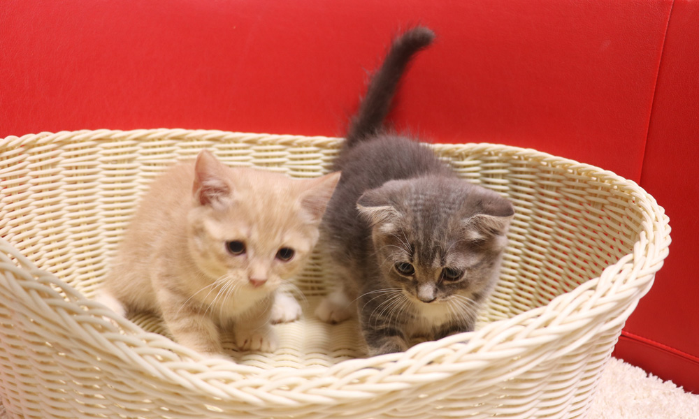 スコティッシュフォールドの子猫画像