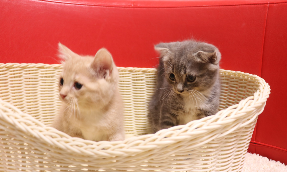 スコティッシュフォールドの子猫画像