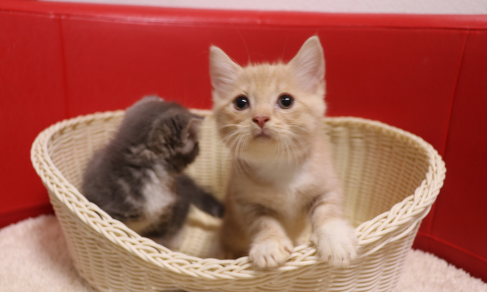 スコティッシュフォールドの子猫画像
