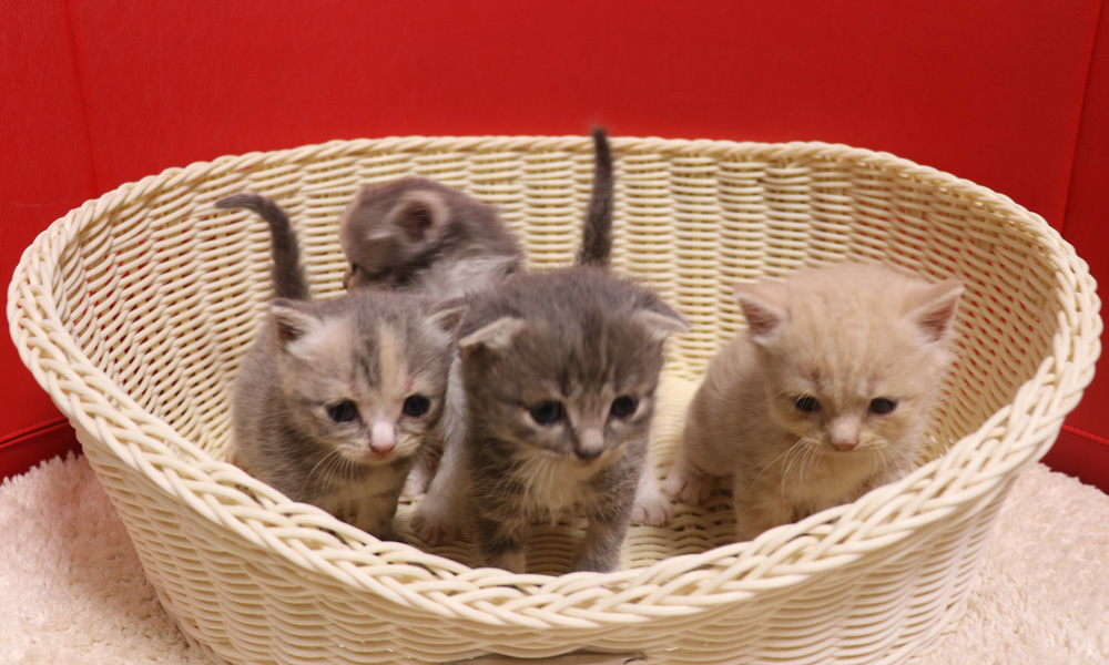 スコティッシュフォールドの子猫画像