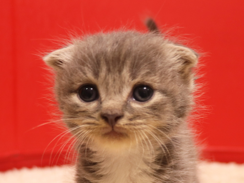 スコティッシュフォールドの子猫画像