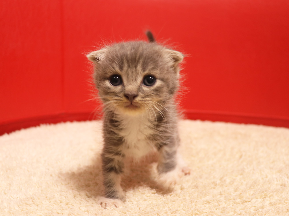 スコティッシュフォールドの子猫画像