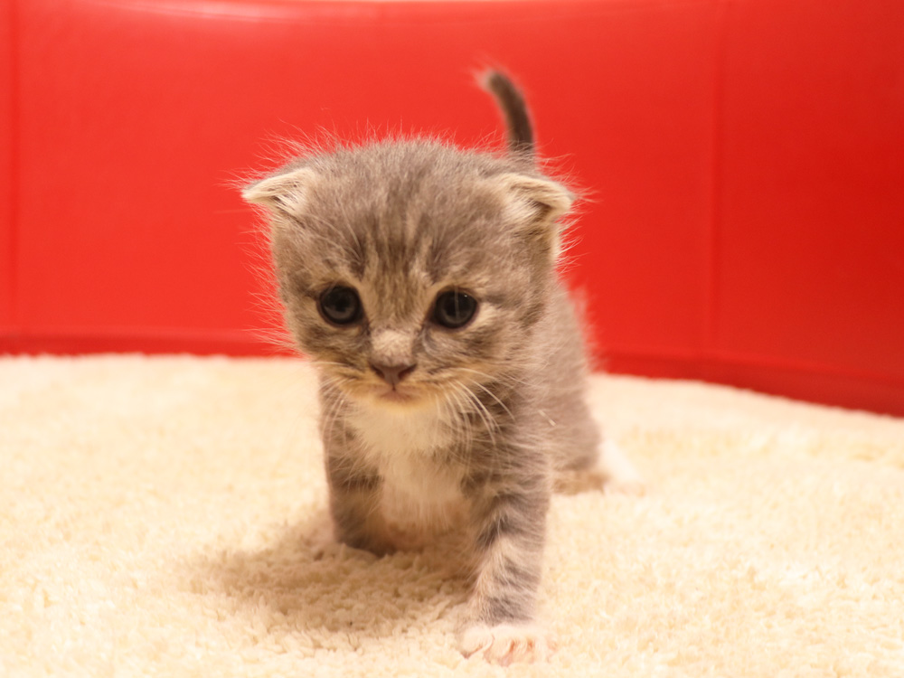 スコティッシュフォールドの子猫画像