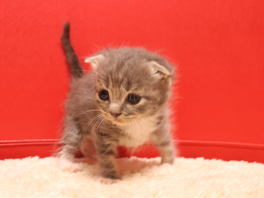 スコティッシュフォールドの子猫画像