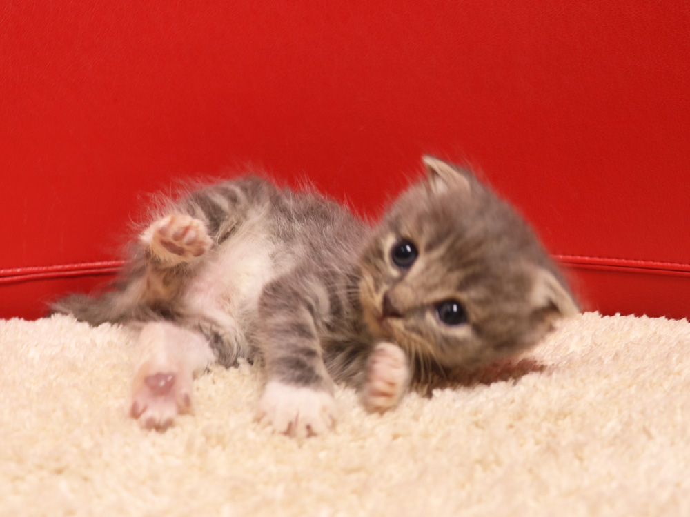 スコティッシュフォールドの子猫画像