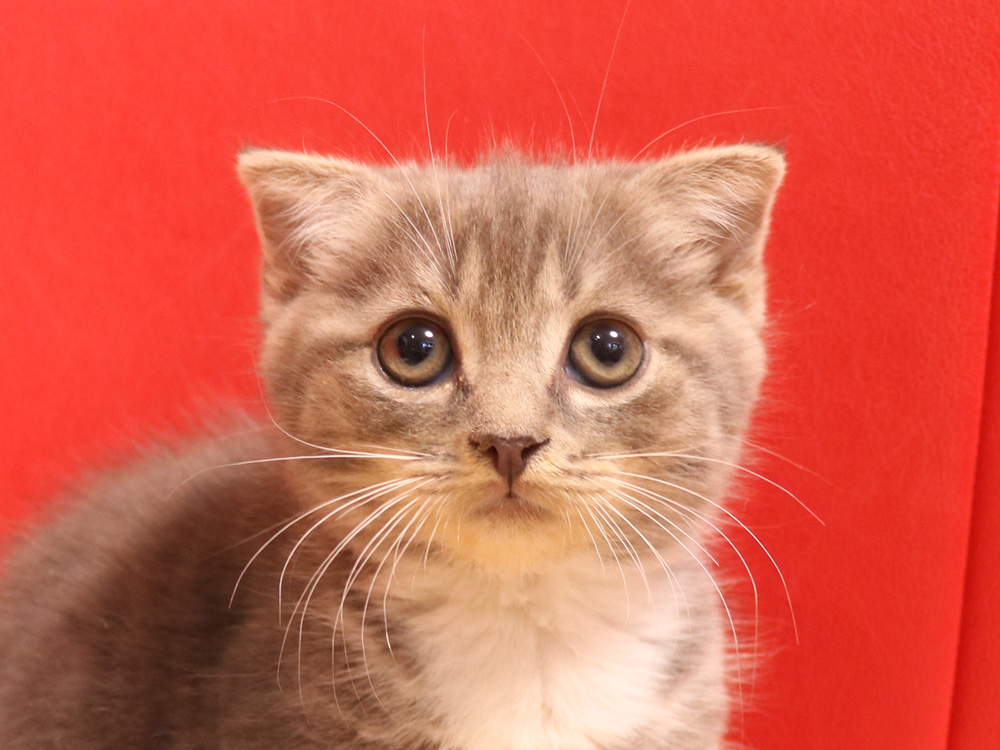 スコティッシュフォールドの子猫画像