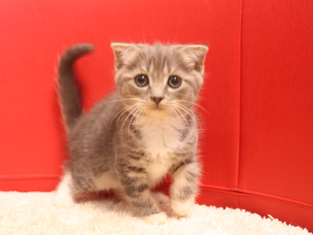 スコティッシュフォールドの子猫画像