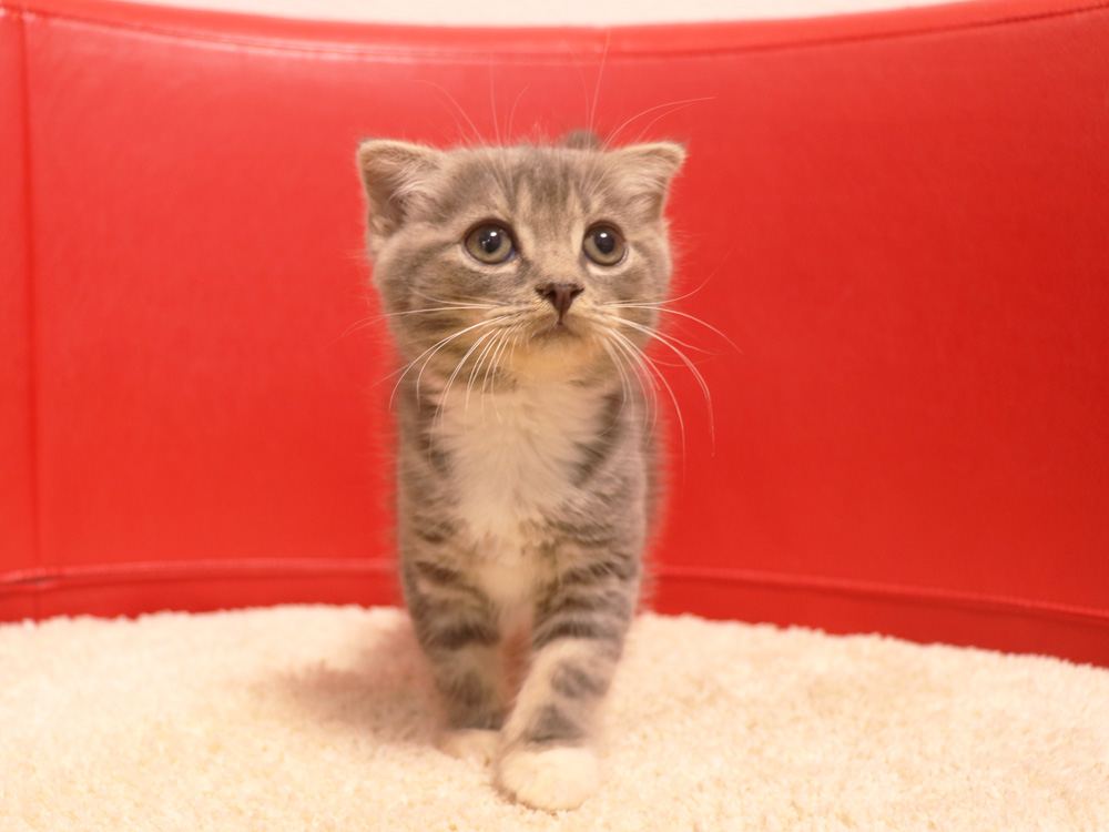 スコティッシュフォールドの子猫画像